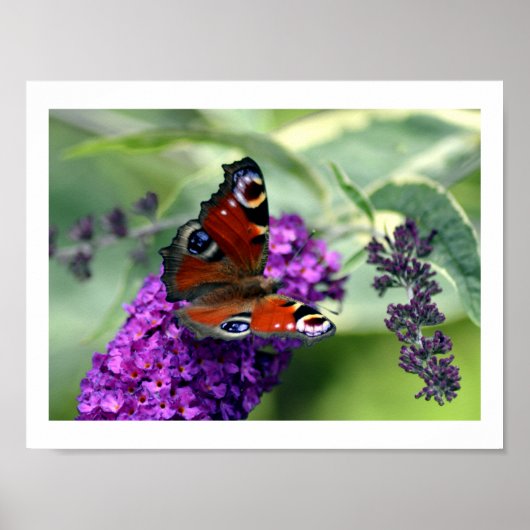 Peacock Butterfly (Inachis io) Poster (Voorkant)