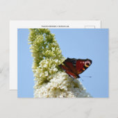 Peacock Butterfly op Boeddleia Briefkaart (Voorkant / Achterkant)
