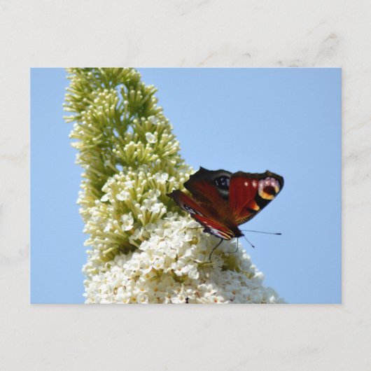 Peacock Butterfly op Boeddleia Briefkaart (Voorkant)