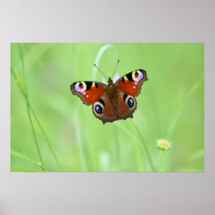 Peacock Butterfly Poster
