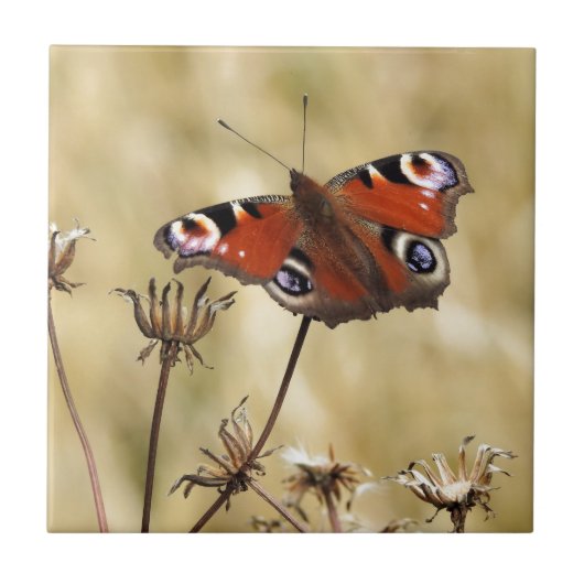 Peacock Butterfly Tegeltje (Voorkant)