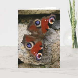 Peacock Butterfly, Verenigd Koninkrijk Kaart