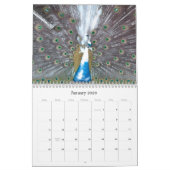 Peacock Calendar Kalender (Jan 2026)