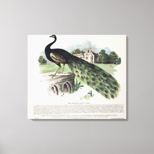 Peacock Canvas Afdruk (Voorkant)