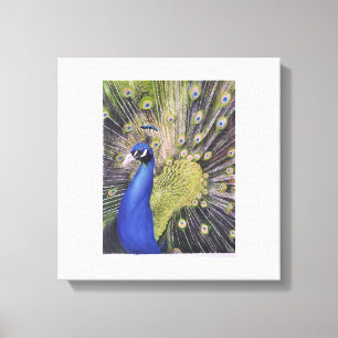 Peacock Canvas Afdruk