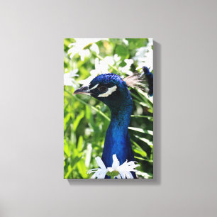 Peacock Canvas Afdruk