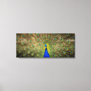 Peacock Canvas Afdrukken