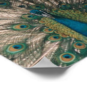 PEACOCK CANVAS PRINT (Hoek)