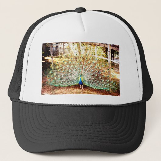 Peacock, Casquette (Devant)