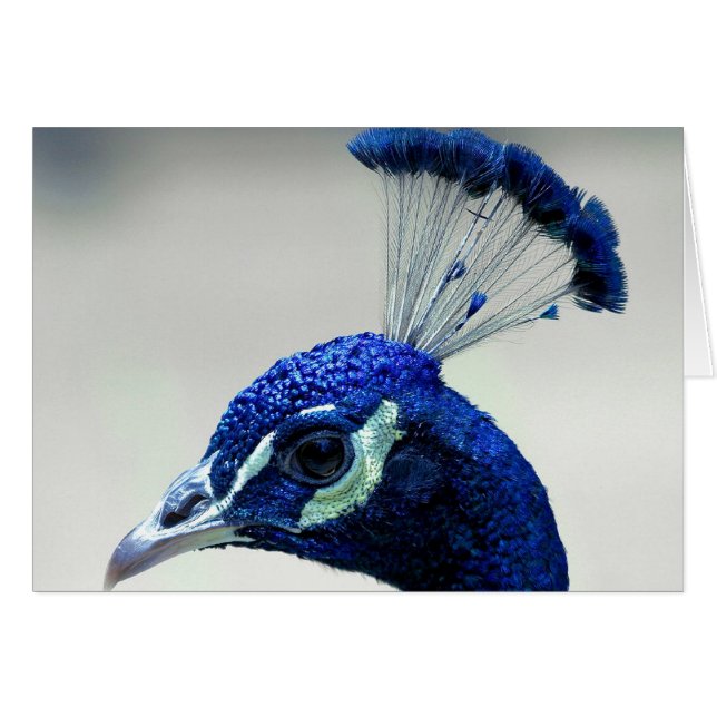 Peacock Closeup (Voorkant Horizontaal)