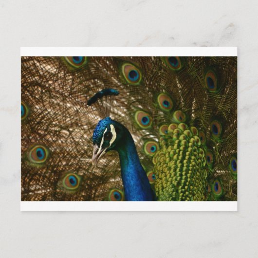 Peacock Closeup Briefkaart (Voorkant)