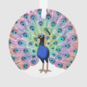 Peacock coloré (dos)