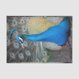 Peacock Colorful Close-up Tissuepapier