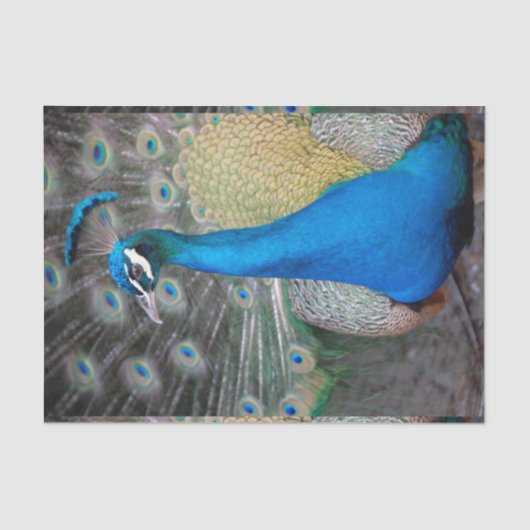 Peacock Colorful Close-up Tissuepapier (Voorkant)