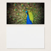 Peacock couleur beauté (Devant & derrière)