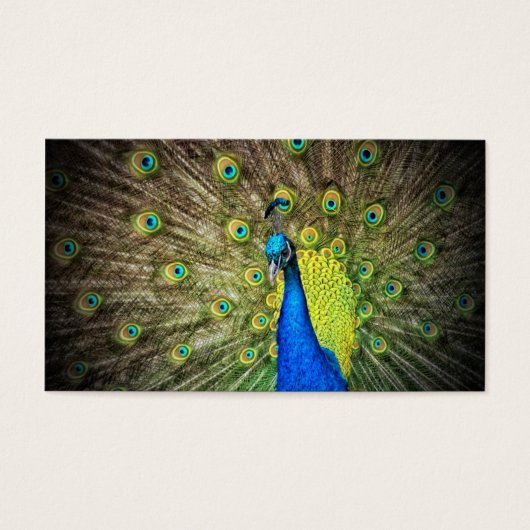 Peacock couleur beauté (Devant)