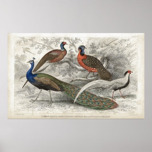 Peacock en fazanten Antiek Lithograafdruk Poster (Voorkant)
