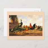 Peacock en kippen briefkaart (Voorkant / Achterkant)