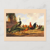 Peacock en kippen briefkaart (Voorkant)