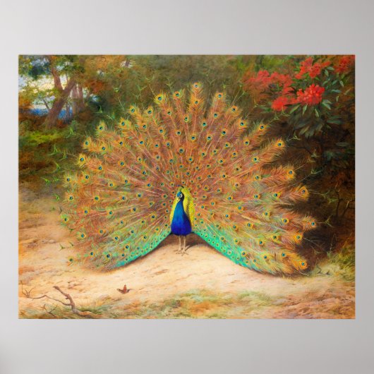 Peacock en Peacock Butterfly Poster (Voorkant)