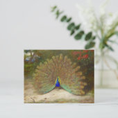 Peacock en Peacock Vlinder, Kunstillustratie Briefkaart (Staand voorkant)