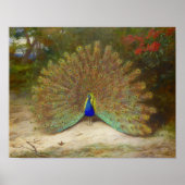 Peacock en Peacock Vlinder, Kunstillustratie Poster (Voorkant)