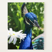 Peacock et Daisy (Dos)