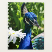 Peacock et Daisy (Devant)