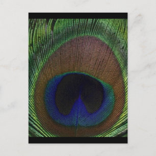 Peacock Feather Briefkaart