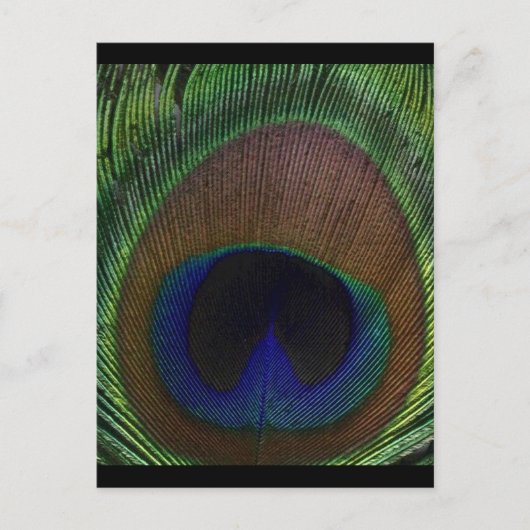 Peacock Feather Briefkaart (Voorkant)