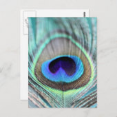 Peacock Feather Briefkaart (Voorkant / Achterkant)