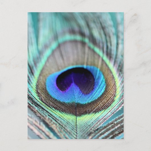 Peacock Feather Briefkaart (Voorkant)