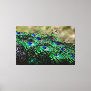 Peacock Feather Canvas Afdruk