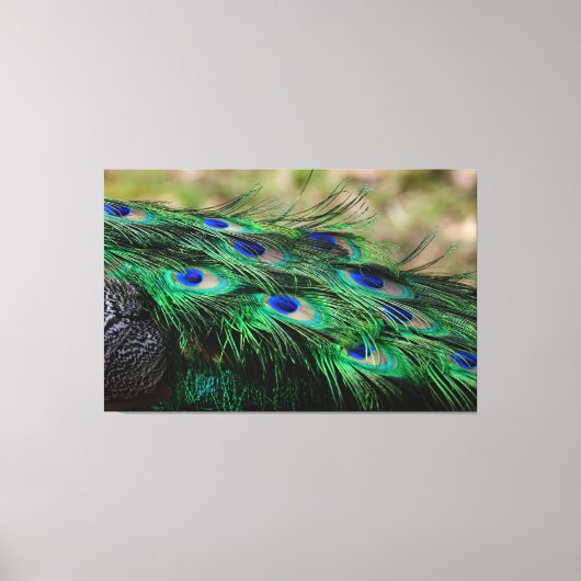 Peacock Feather Canvas Afdruk (Voorkant)