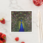 Peacock Feather Display Foto Servet (Insitu)