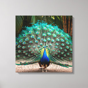Peacock Feather Fanning Canvas Afdruk