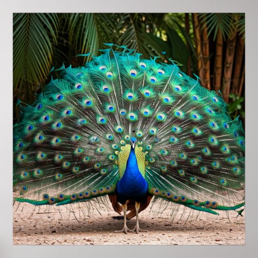 Peacock Feather Fanning Poster (Voorkant)