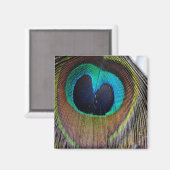 Peacock Feather Magnet Magneet (Voorkant / Achterkant)