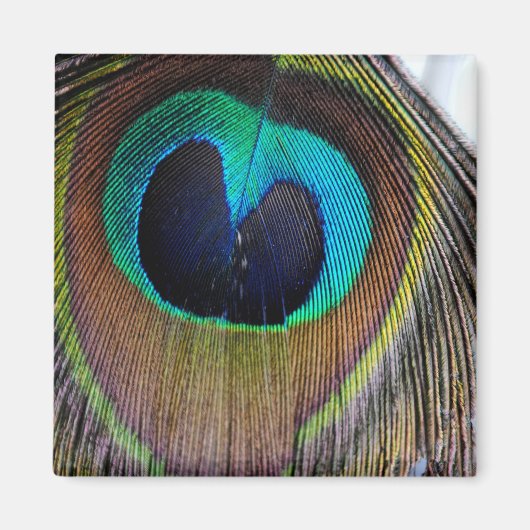 Peacock Feather Magnet Magneet (Voorkant)