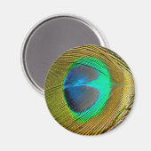 Peacock Feather Magnet Magneet (Voorkant / Achterkant)