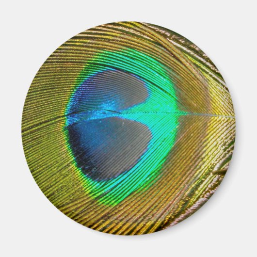Peacock Feather Magnet Magneet (Voorkant)