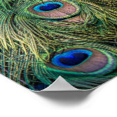 Peacock Feather Pattern Poster (Hoek)