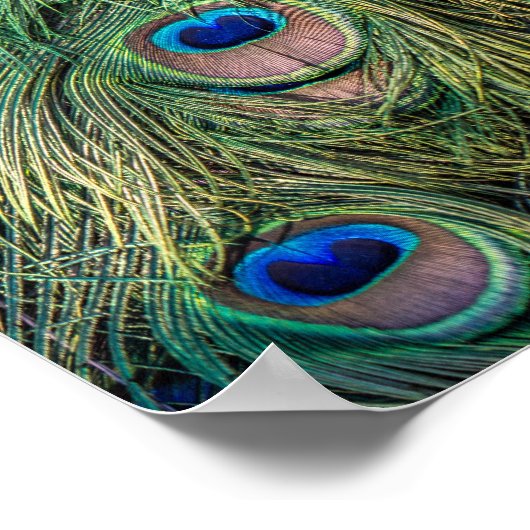 Peacock Feather Pattern Poster (Hoek)