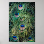 Peacock Feather Pattern Poster (Voorkant)