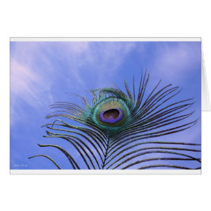 Peacock Feather Photo Light Blue Card