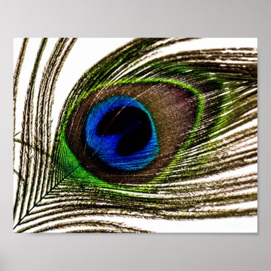 Peacock Feather Poster (Voorkant)