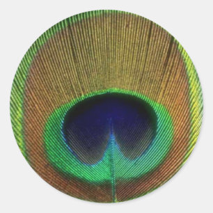 Peacock Feather Sticker
