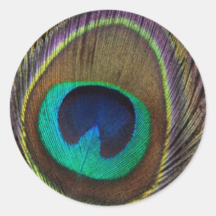 Peacock Feather Upright Close-up Ronde Sticker