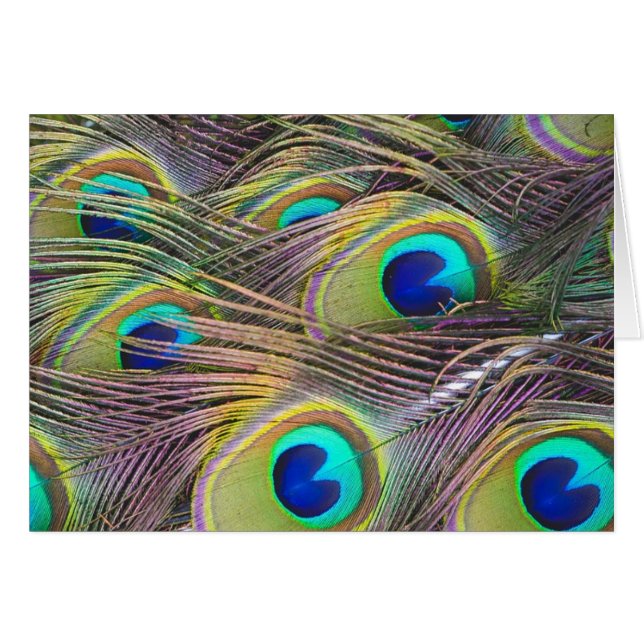 Peacock Feathers (Voorkant Horizontaal)