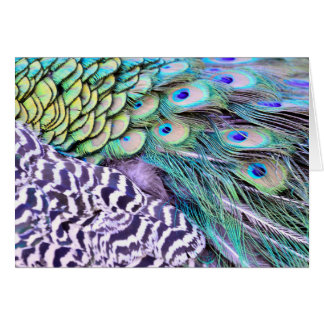 Peacock Feathers